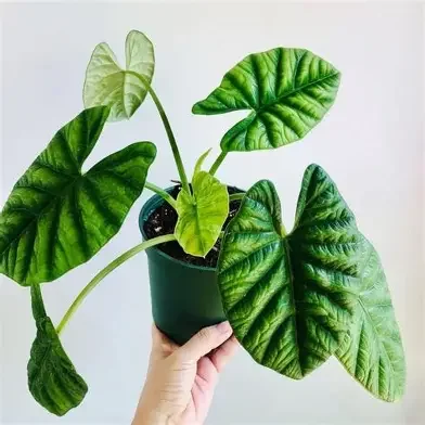 Sinuata Alocasia
