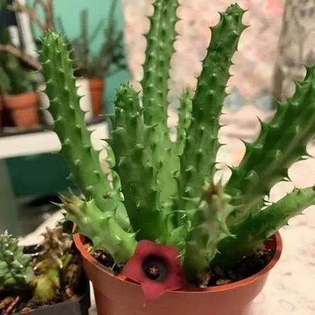Red Dragon Flower - Huernia schneideriana