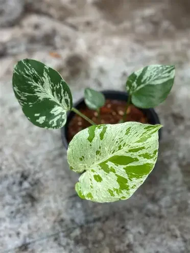 Bulbasaur Monstera