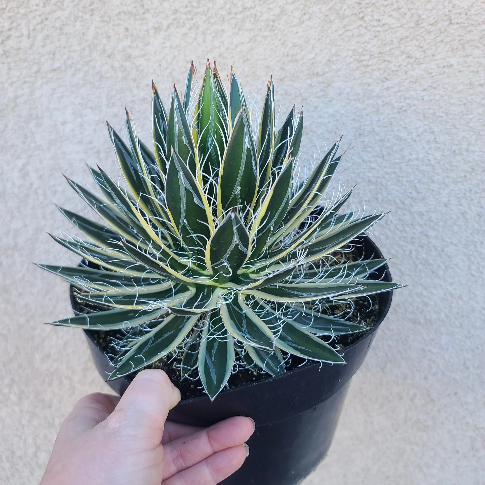 Queen of White Thread Agave - Agave schidigera Shira Ito no Ohi