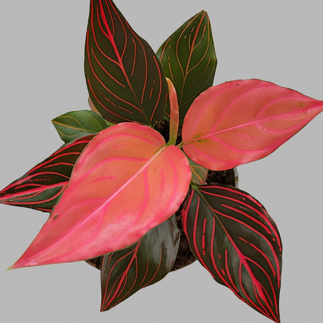 Mojo Red Chinese Evergreen