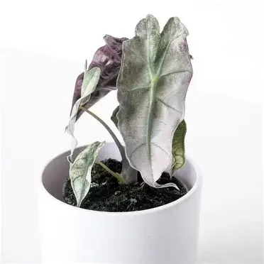 Pink Polly Mint Alocasia