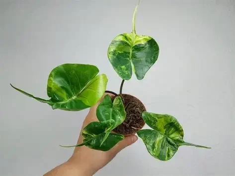 Stingray Aurea Alocasia