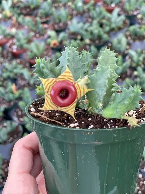 zebrina Lifesaver Plant