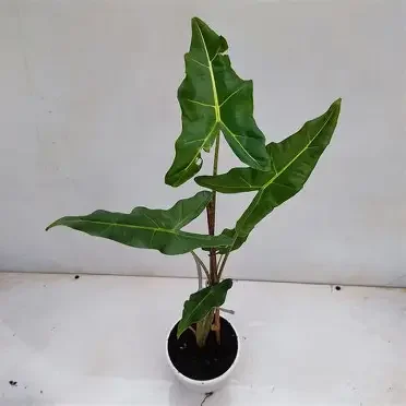 Sarian Alocasia