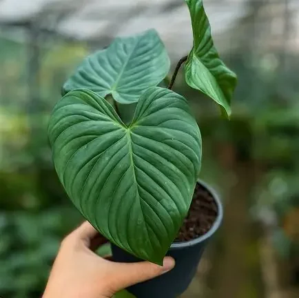 Majestic Philodendron