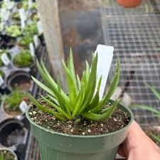 Devil s Horns Jade Plant