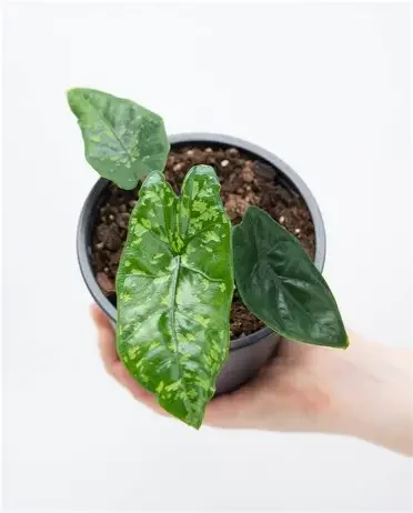 Shattered Glass Alocasia