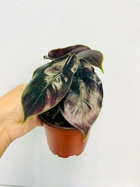 Azlanii Metallic Red Mambo Alocasia