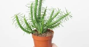 African Palm Tree Euphorbia