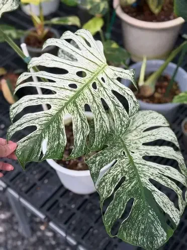 Devil Monster Monstera
