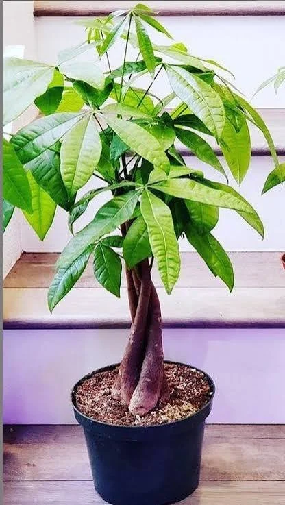 Money Tree