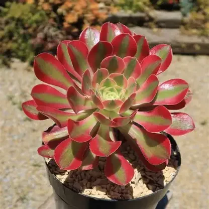 Pink Witch Aeonium