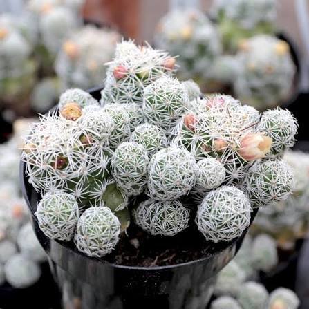 var fragilis Thimble Cactus