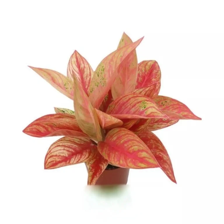 Venus Gold Star Chinese Evergreen