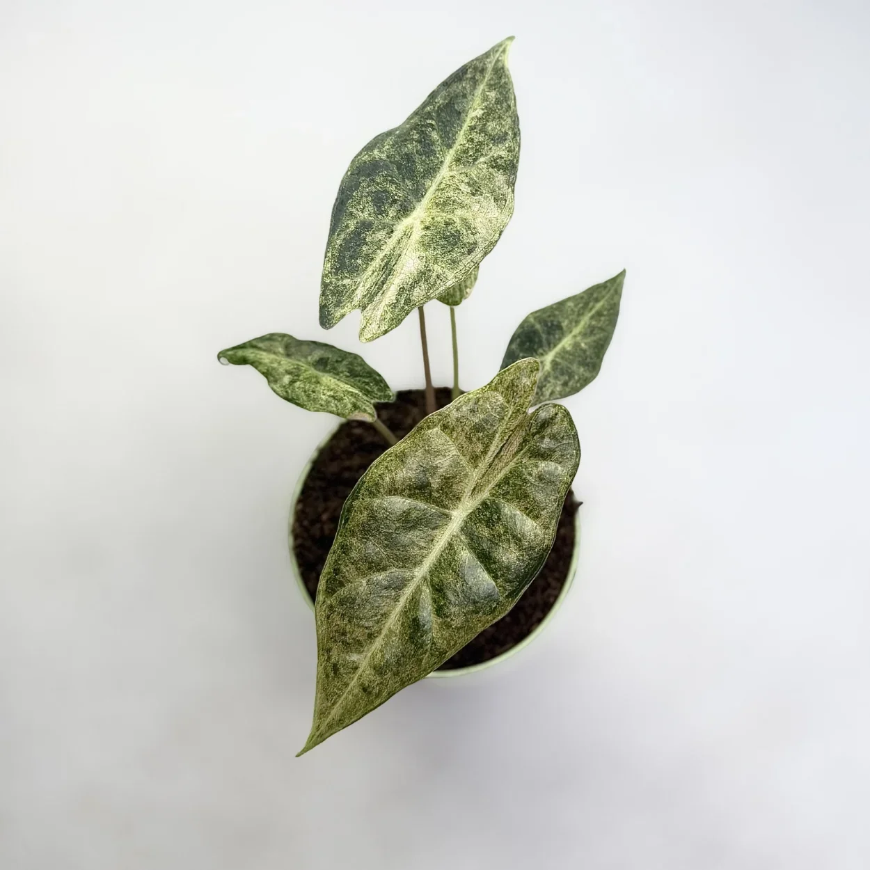 Black Saturn Stardust Alocasia