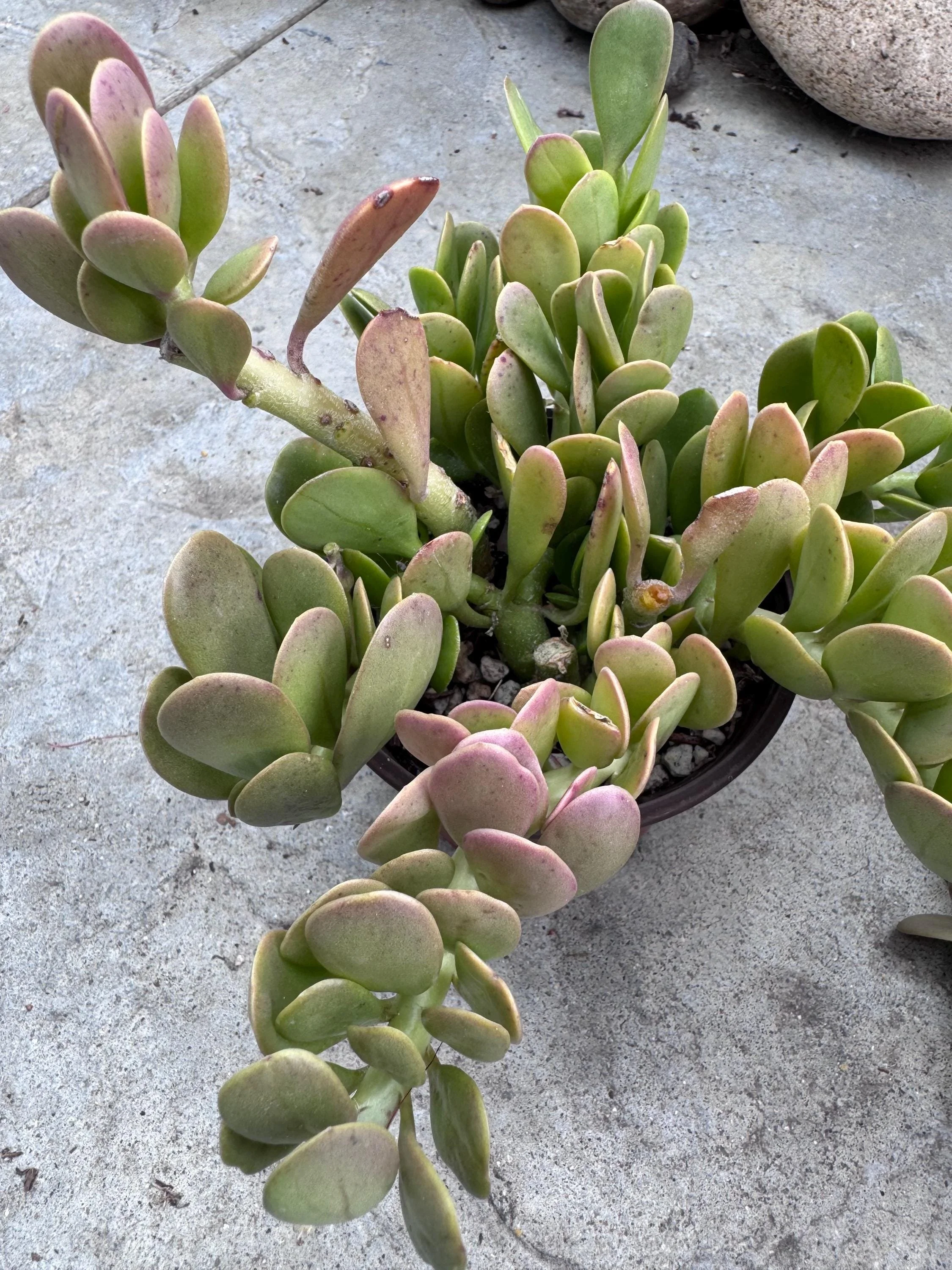Trailing Jade.jpg
