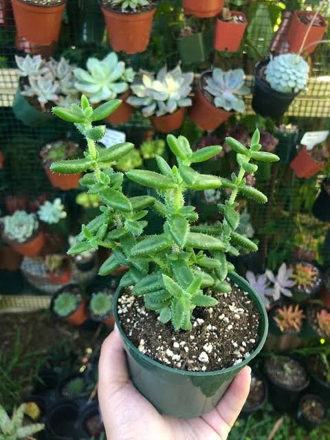 Echinatum Pickle Plant