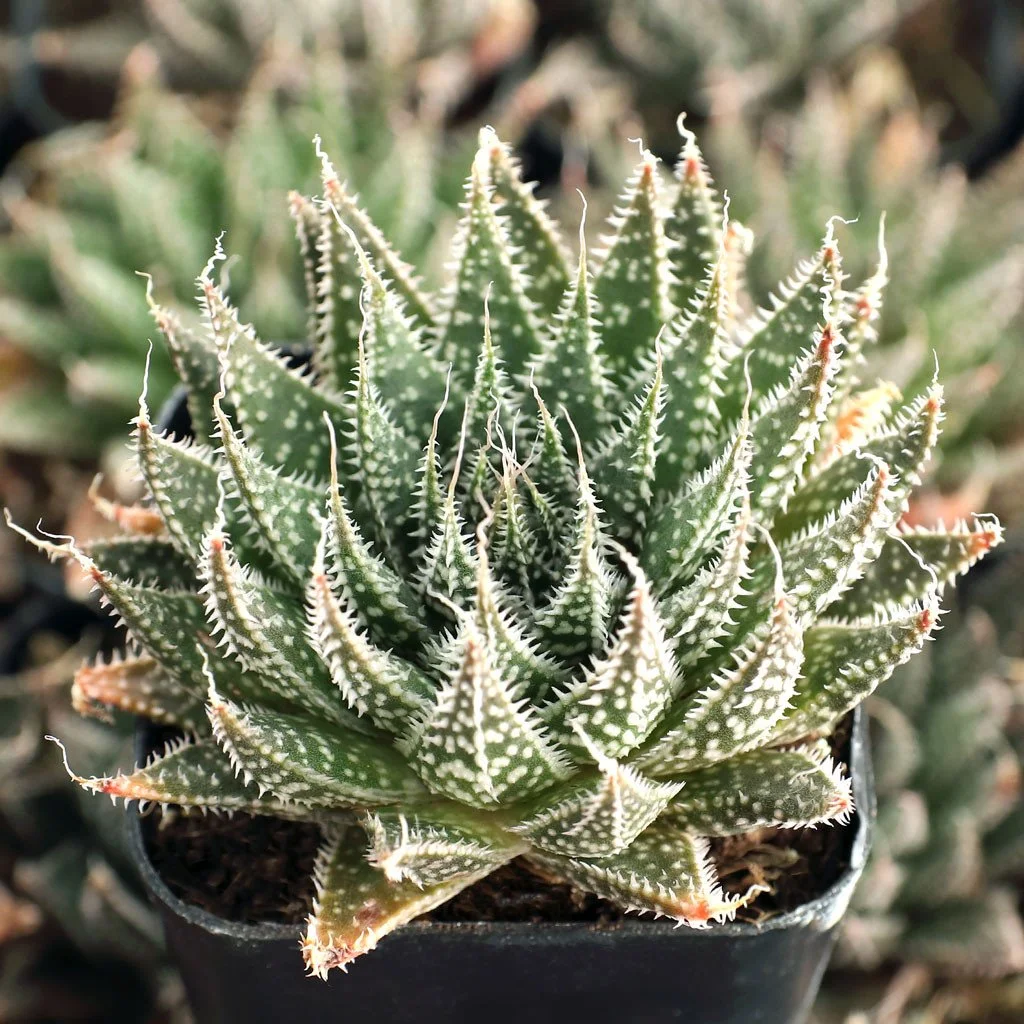 Lace Aloe - Aristaloe aristata