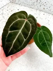 Wonderboy x Michelle Anthurium