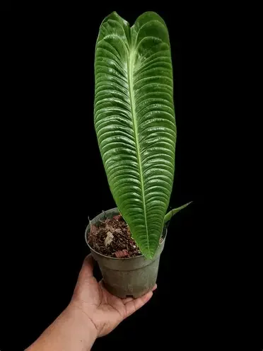 Anthurium Veitchii Narrow Form