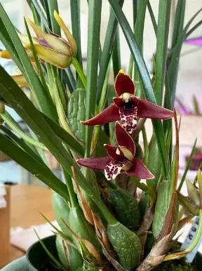 Coconut Orchid Maxillaria tenuifolia