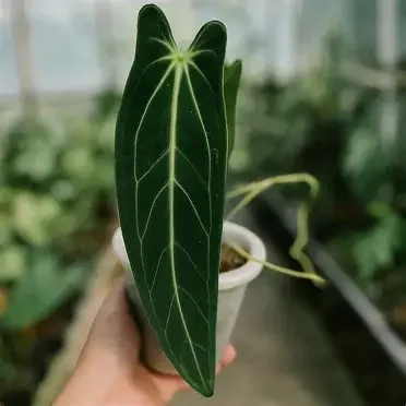 Warocqueanum Anthurium