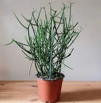 Pencil Cactus