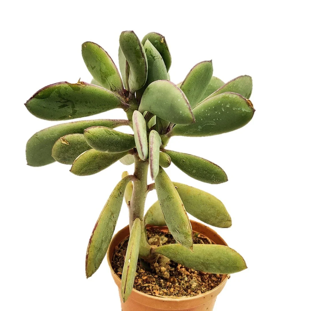 Vertical Leaf Senecio.jpg