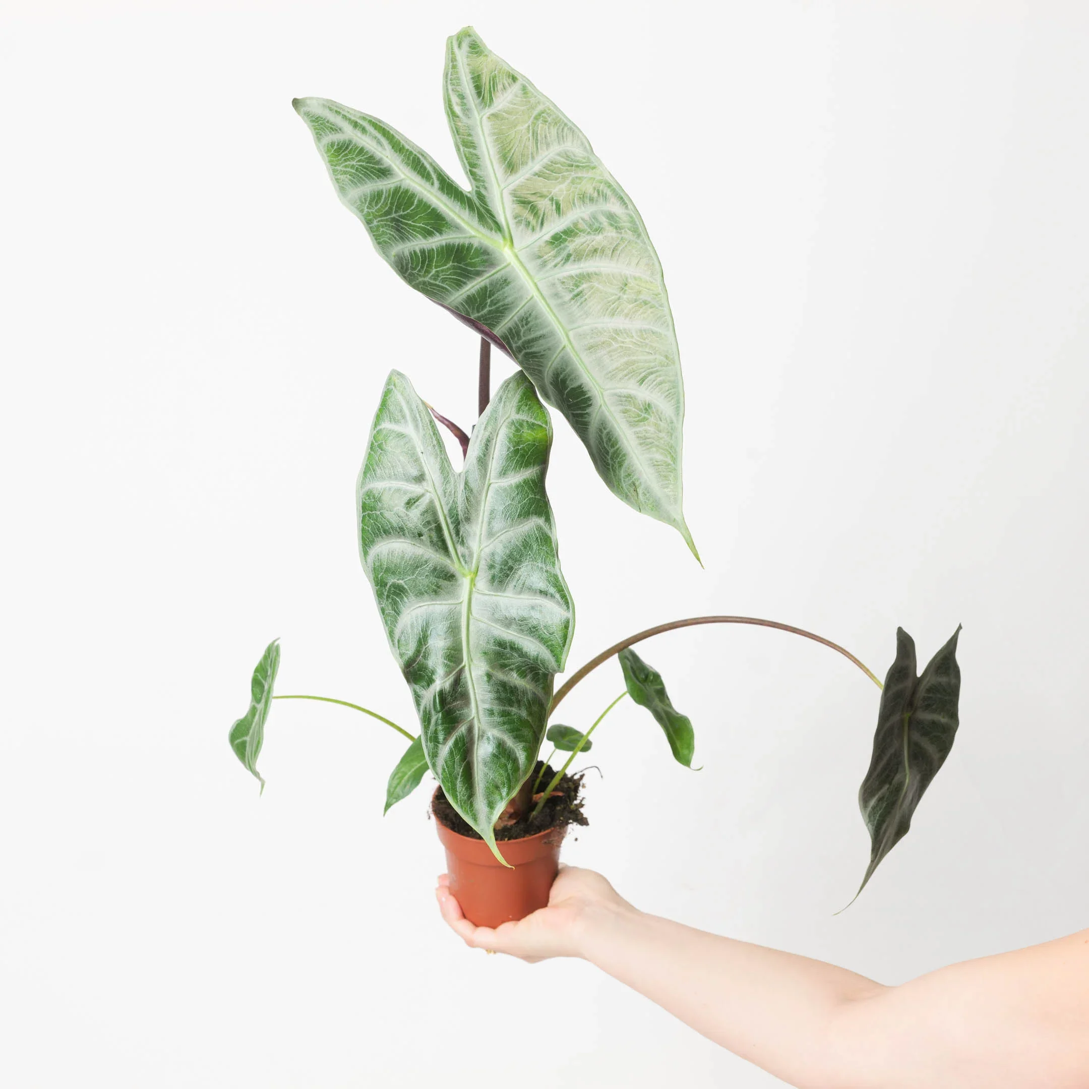 Silver Alocasia