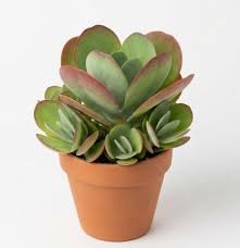 Flapjack Kalanchoe