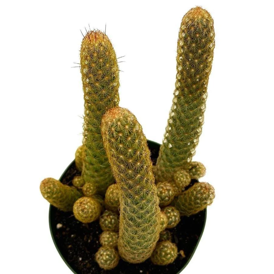 Copper King Ladyfinger Cactus - Mammillaria elongata Copper King