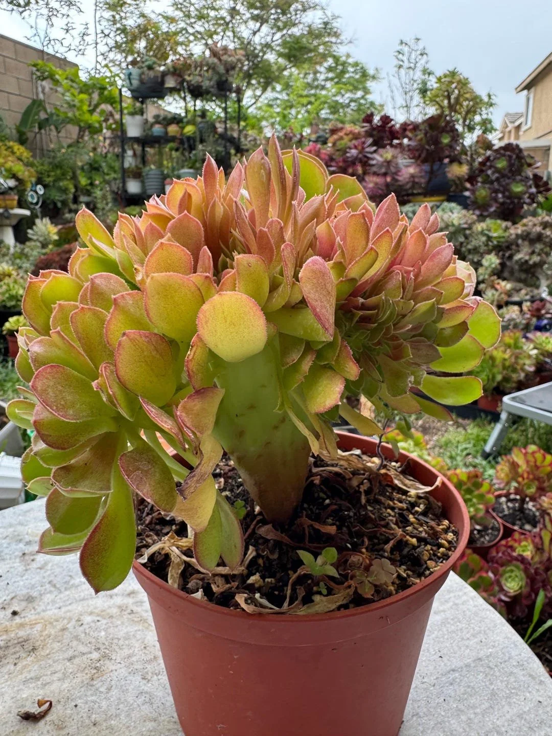 Goldenrod Crested Aeonium