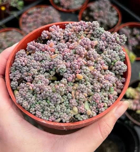 Sedum album Nerds
