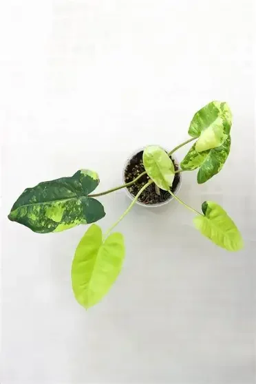 Burle Marx Variegated Philodendron
