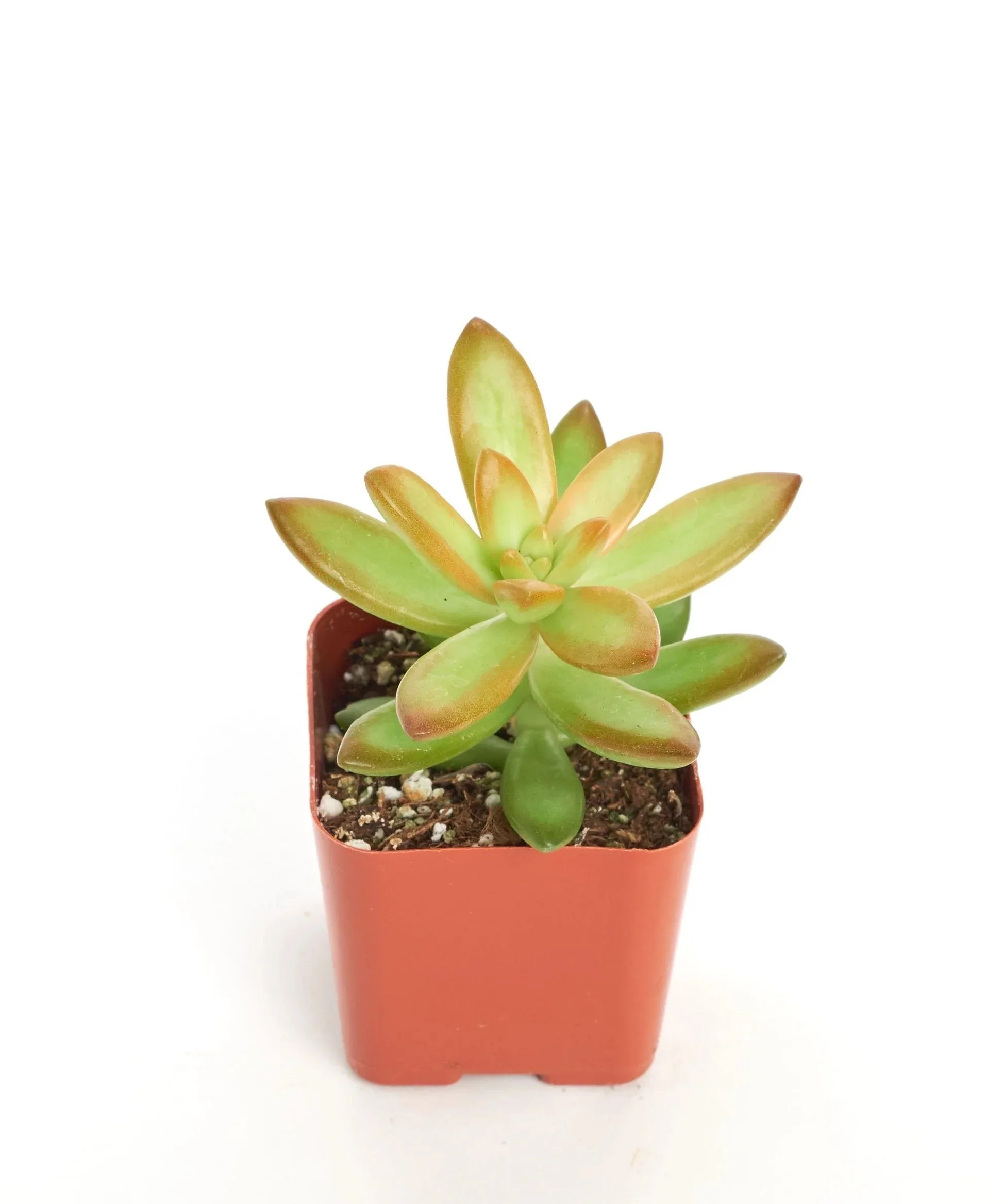 Sedum ‘Firestorm’
