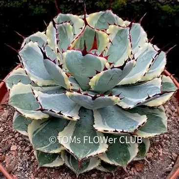 Cream Spike Agave