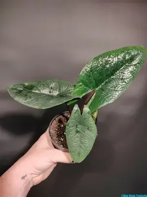 Alocasia scalprum