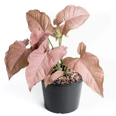 Pink Arrow Arrowhead Plant