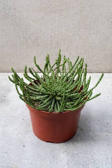 Medusa s Head Euphorbia