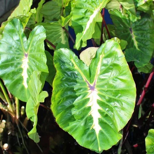 White Lava Elephant Ear.jpg