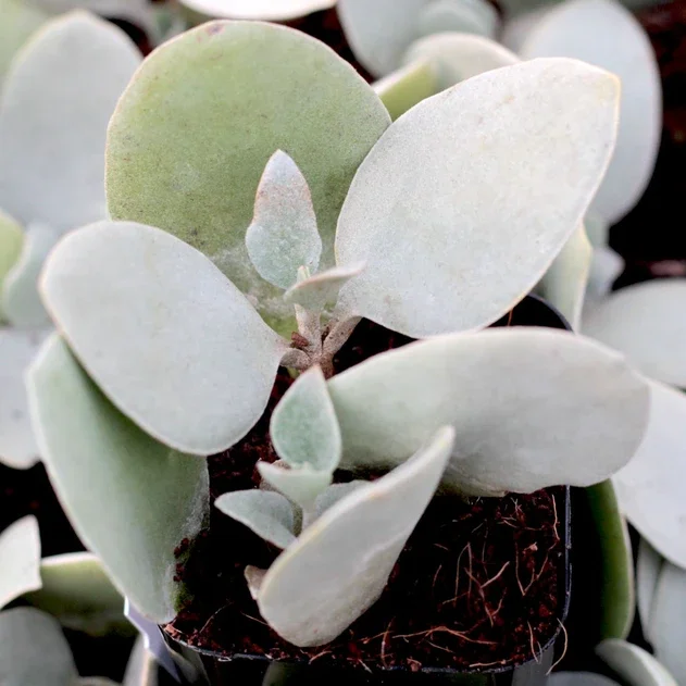 Green Teaspoons.webp