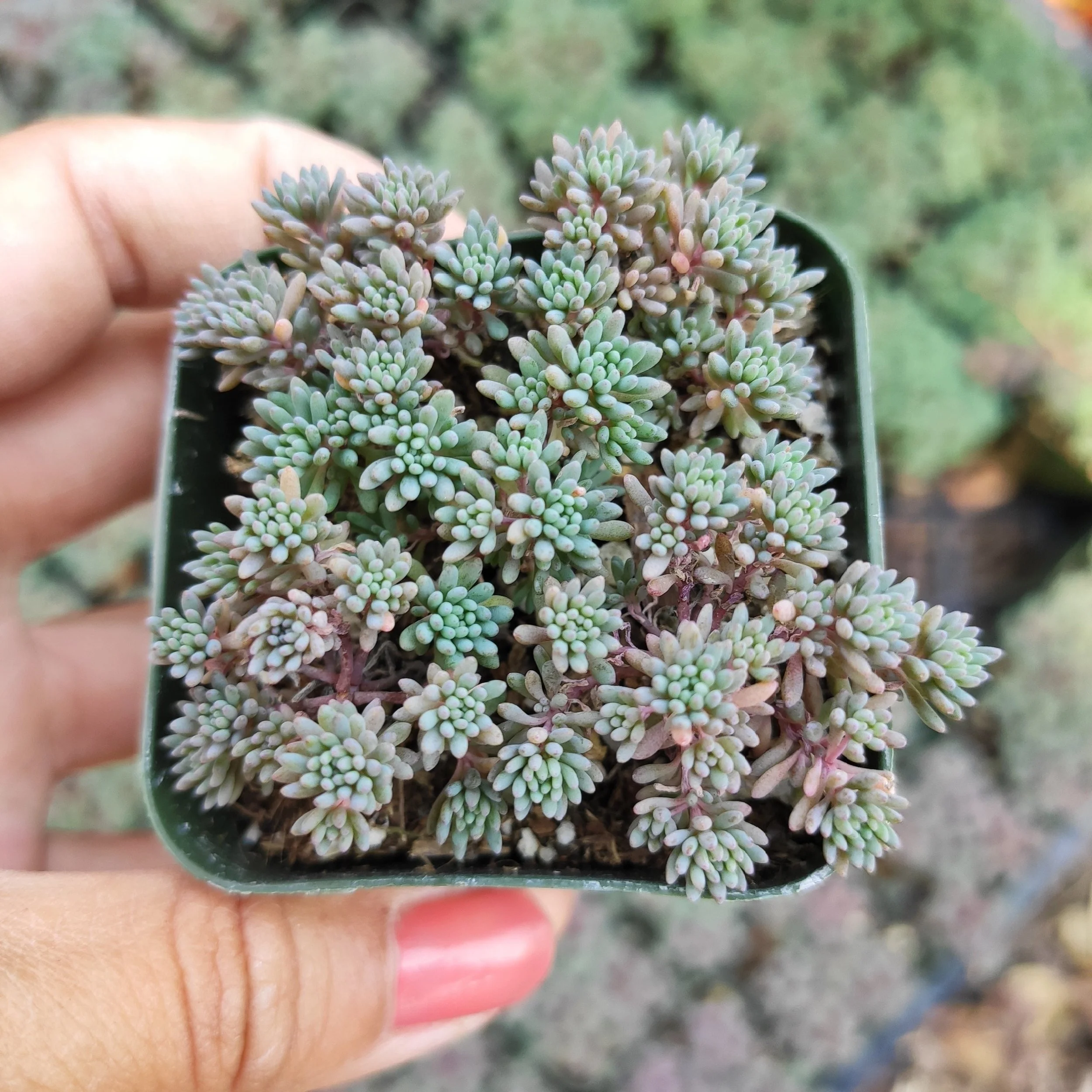 Blue Carpet Stonecrop - Sedum hispanicum Blue Carpet