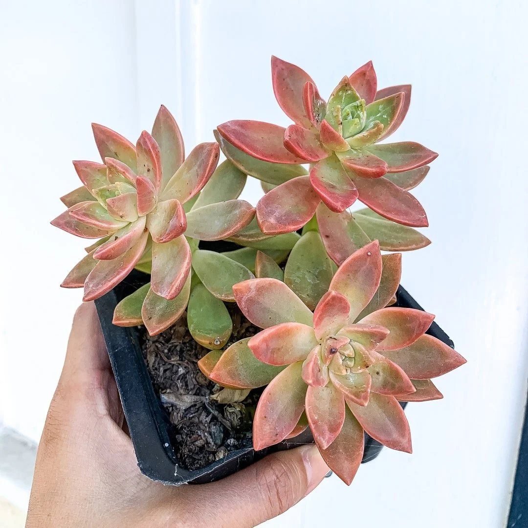 California Sunset Succulent - ×Graptosedum California Sunset
