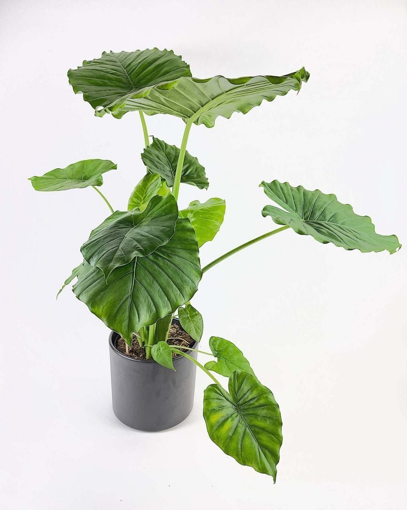Gageana Alocasia.jpg