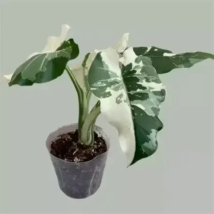 Okinawa Silver Variegated Alocasia