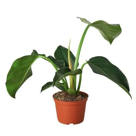 Green Congo Philodendron