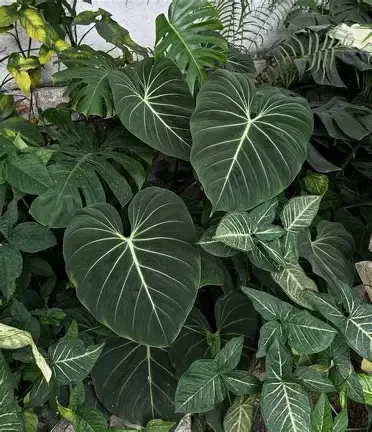 Gloriosum Dark Form Philodendron