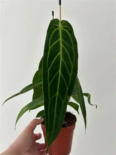 Queen Anthurium