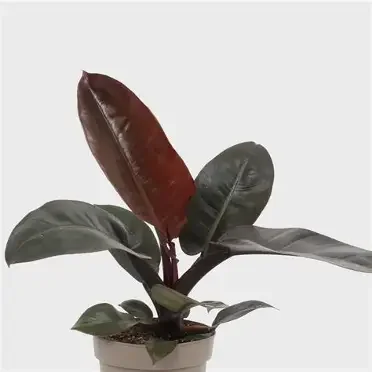 Black Cardinal Philodendron